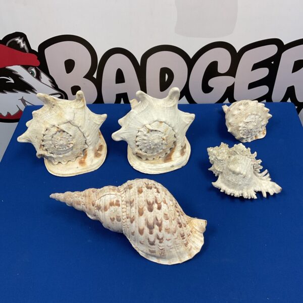 Lot of five conch shells for coastal home decor and collecting.