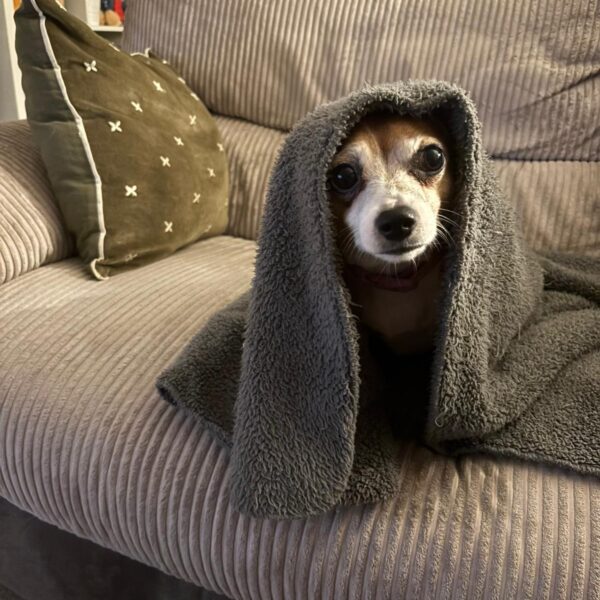 Adorable dog playfully draped as miniature Yoda in green blanket.